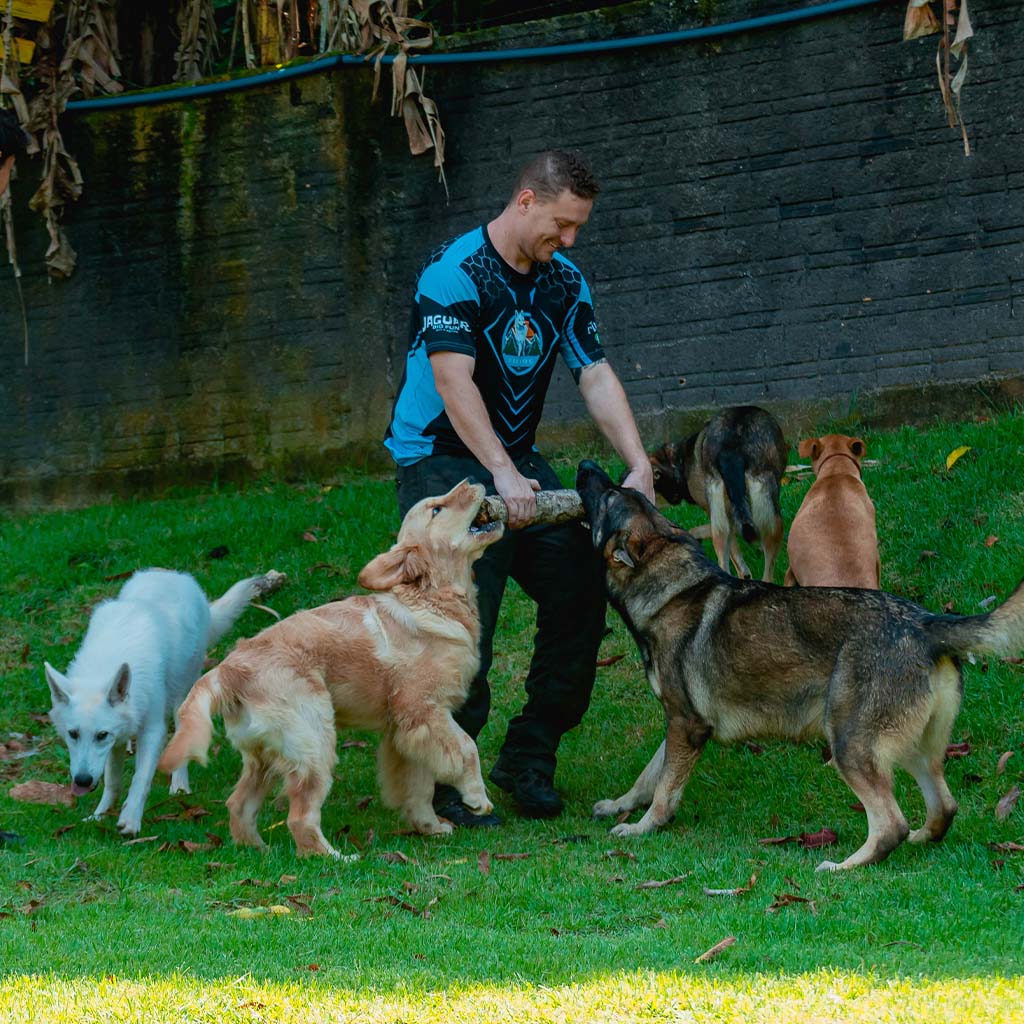 Socialização Fieldog