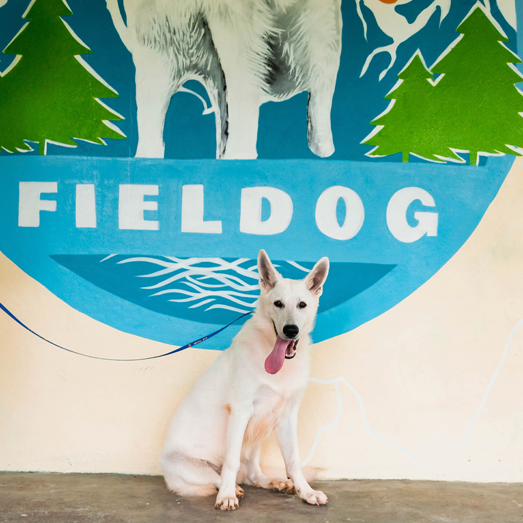Treinamento Fieldog